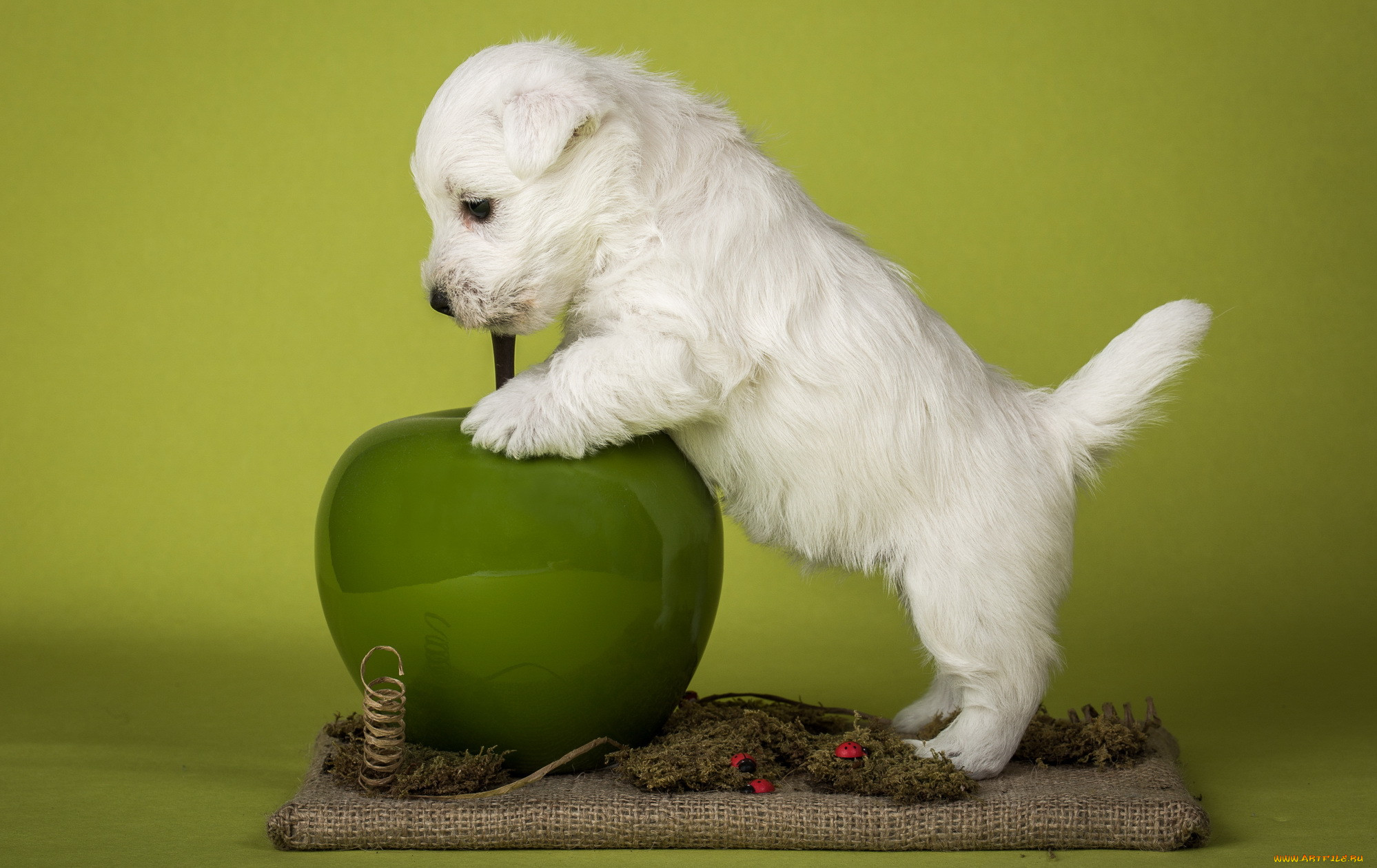 Apple dogs. Собака с яблоком. Собачка красивая реклама. Веселый белый щенок. Забавный белый щенок собаки.